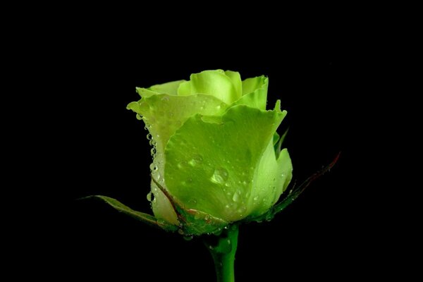 Rosebud on a black background