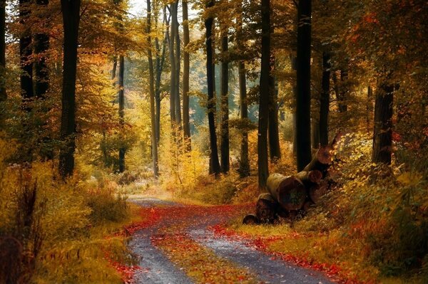 Güzel sonbahar ormanındaki yol