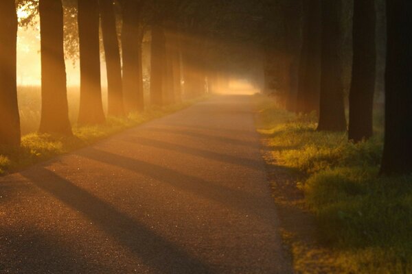 Sonnenstrahlen, die auf die Straße strahlen