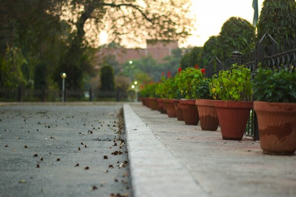 A deserted alley in a beautiful park