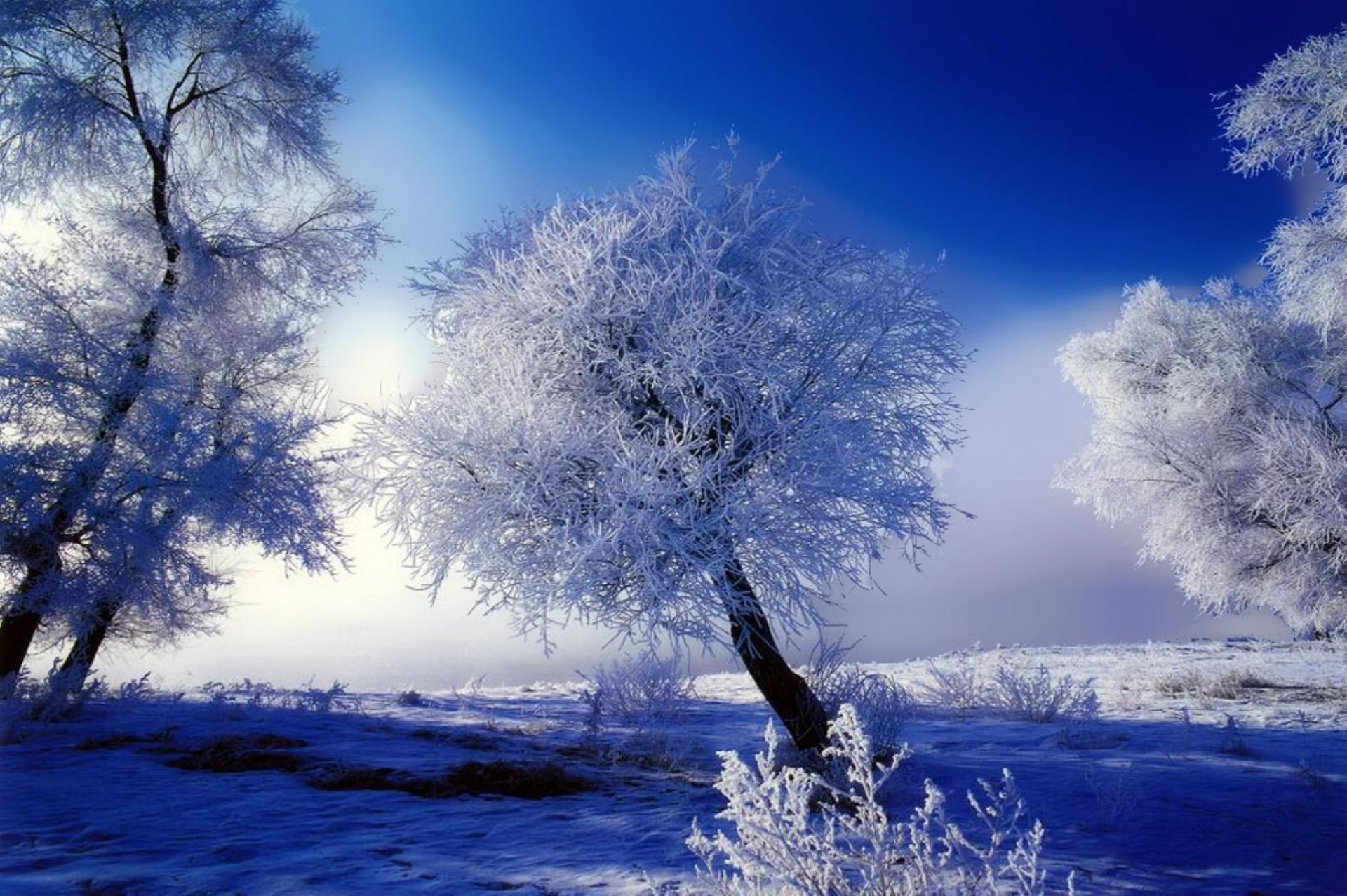 inverno neve geada frio tempo árvore paisagem natureza gelo congelado bom tempo céu temporada amanhecer gelado cênica madeira ao ar livre névoa