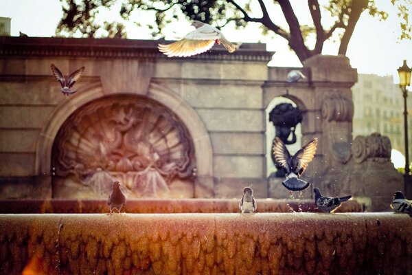 Pigeons à la fontaine, ville et architecture