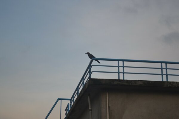 Pájaro solitario en el techo de un edificio