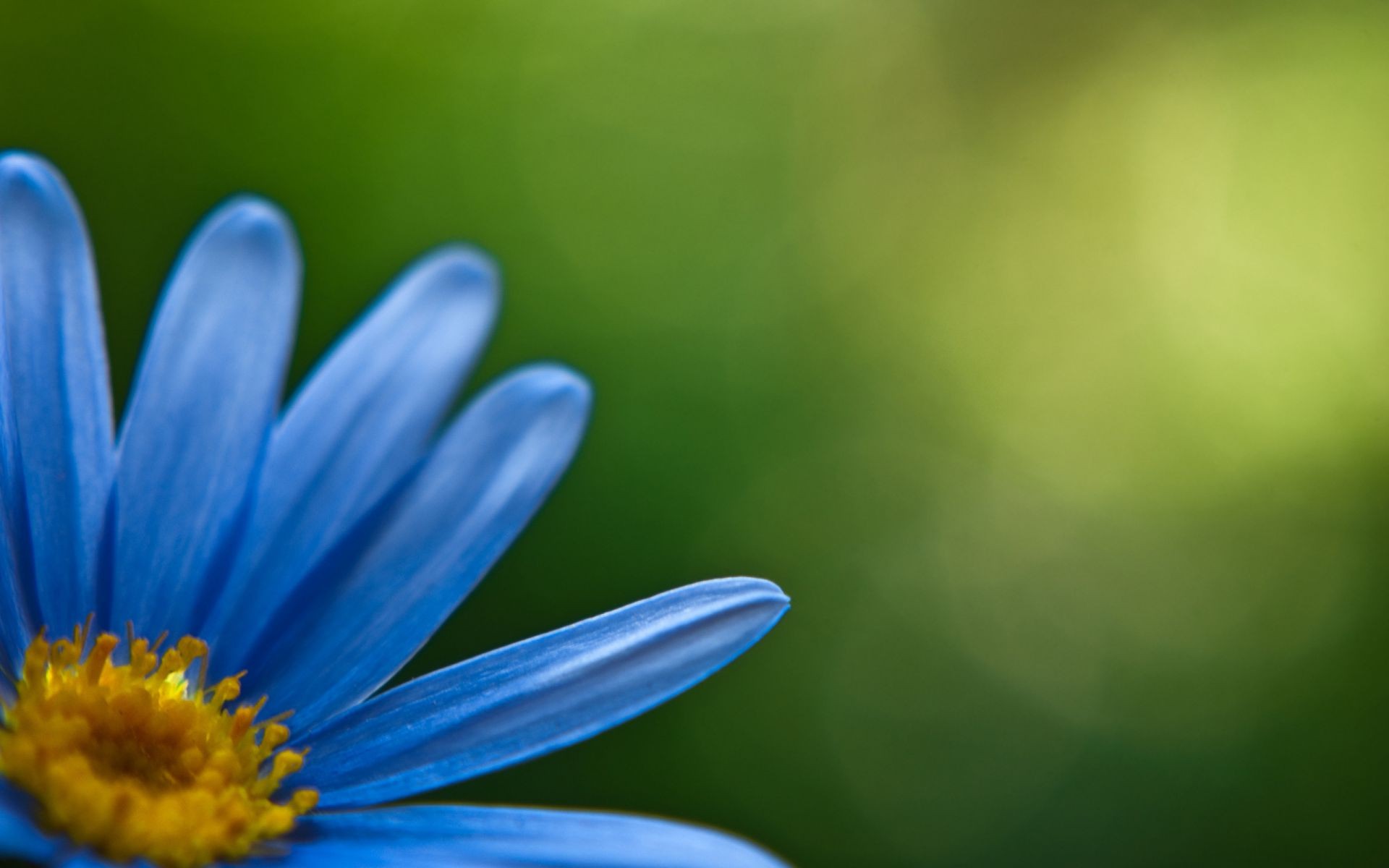 zbliżenie natura kwiat rozmycie liść lato flora jasny ogród kolor wzrost