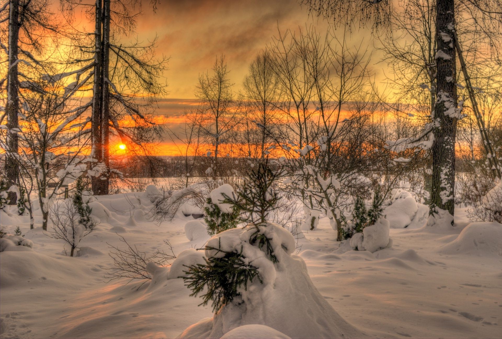 winter schnee kälte holz holz landschaft frost dämmerung gefroren eis gutes wetter wetter landschaftlich jahreszeit natur zweig sonnenuntergang licht