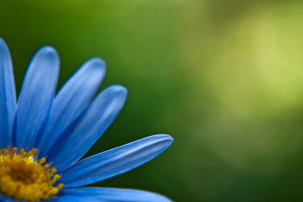 Parte de una flor de manzanilla en tonos azules sobre un fondo verde