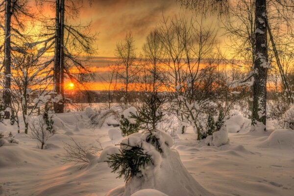 Ein kalter, verschneiter Winter umhüllte Bäume