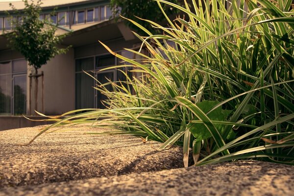 Ein Weg zum Haus mit schönem Gras am Rand