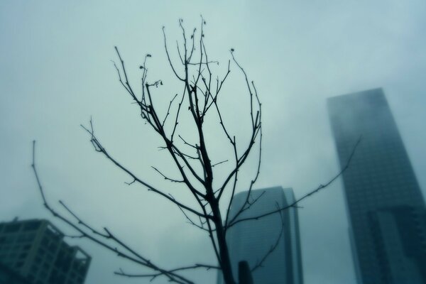 Skyscrapers on the background of a tree branch in a gray haze