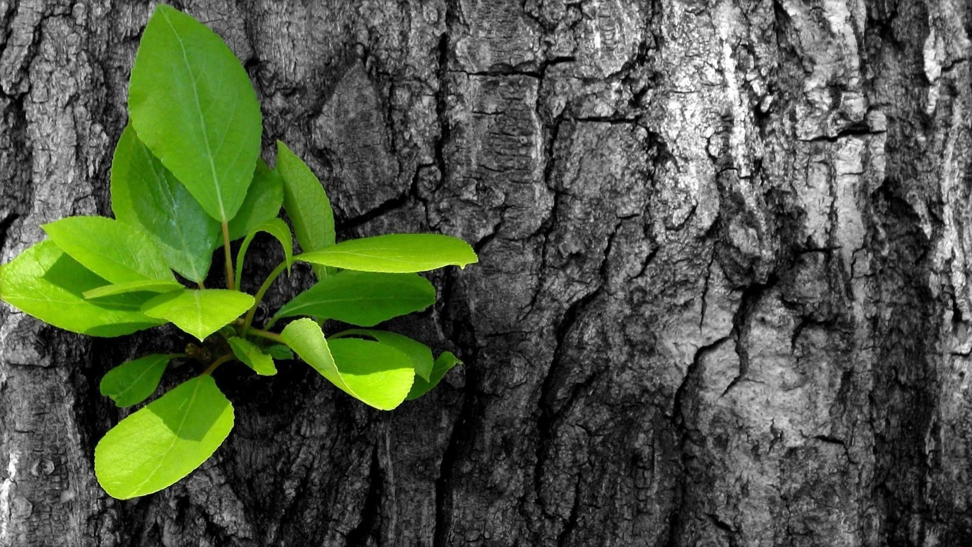 objetos madera hoja naturaleza flora crecimiento escritorio madera medio ambiente corteza al aire libre verano primer plano tronco cáscara textura