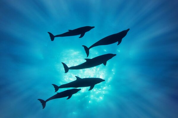 Hermoso y sorprendente grupo de delfines