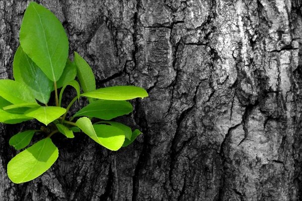 Hoja verde en madera vieja