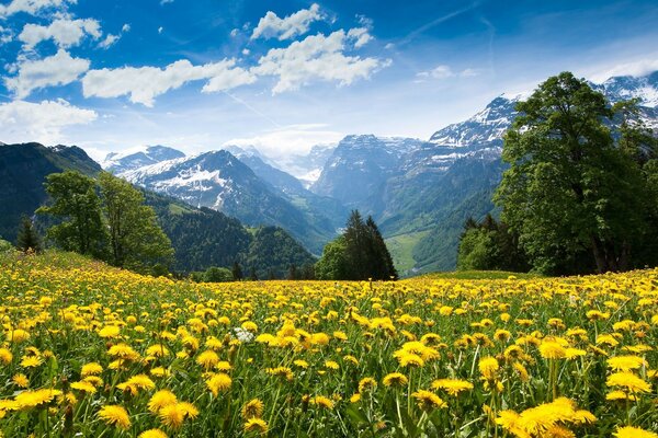 Campo de diente de León y montañas en la nieve