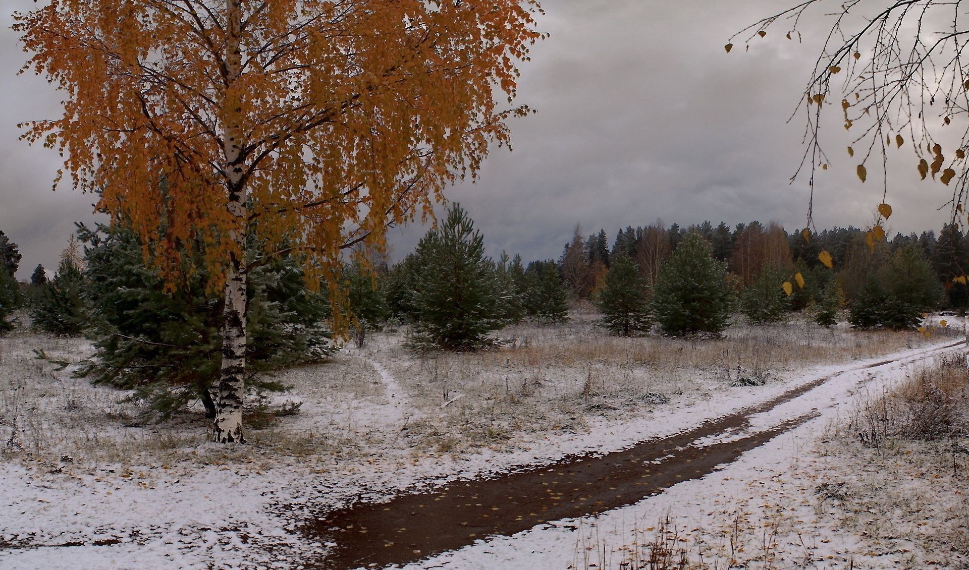 invierno árbol otoño madera naturaleza paisaje al aire libre temporada nieve tiempo parque hoja escénico medio ambiente carretera frío buen tiempo rural campo