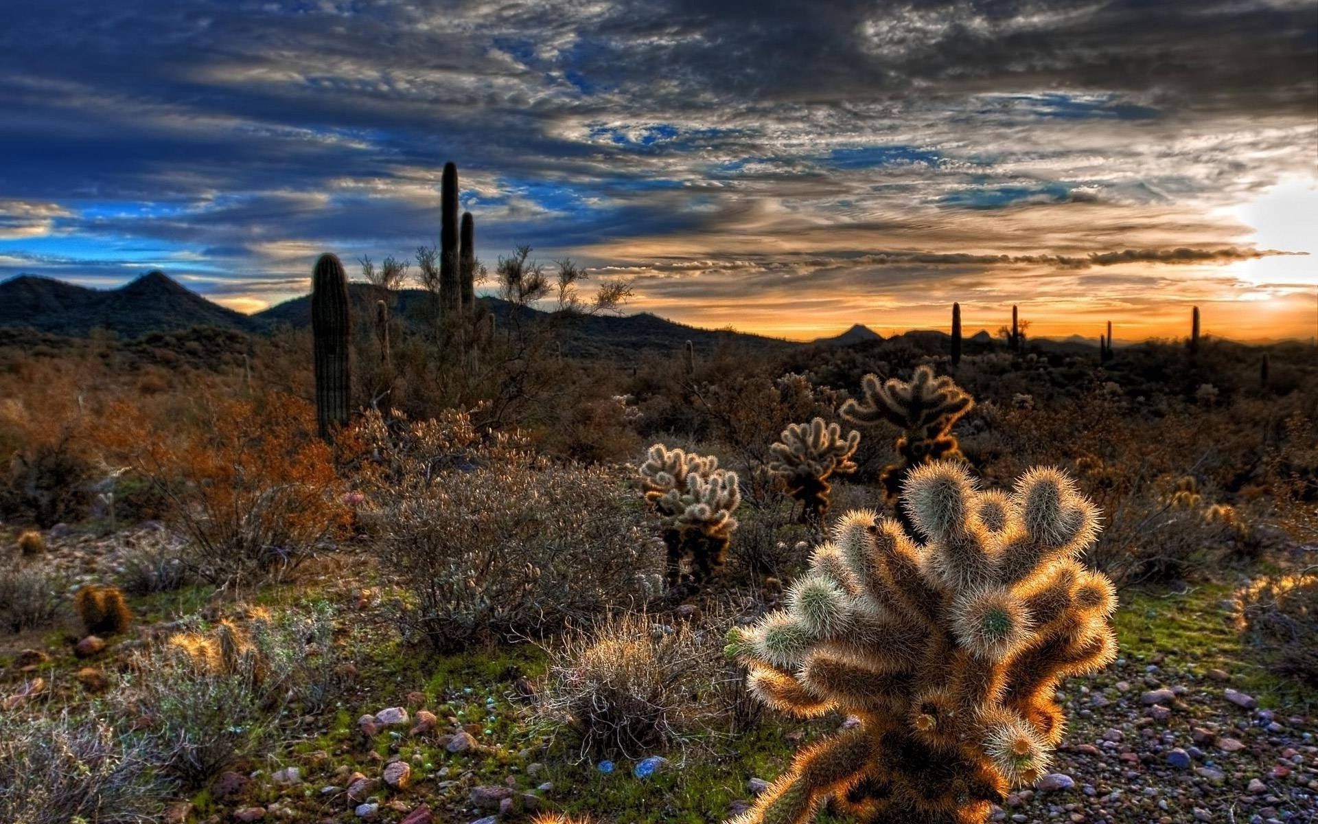 Desert cactus - Phone wallpapers