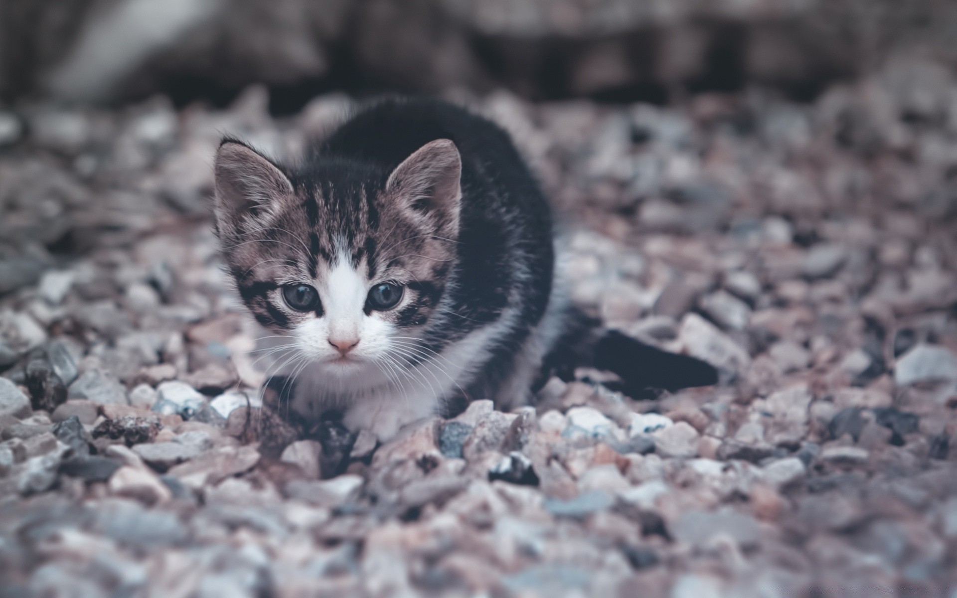 animais apaixonados natureza fofa pequeno ao ar livre olho pele