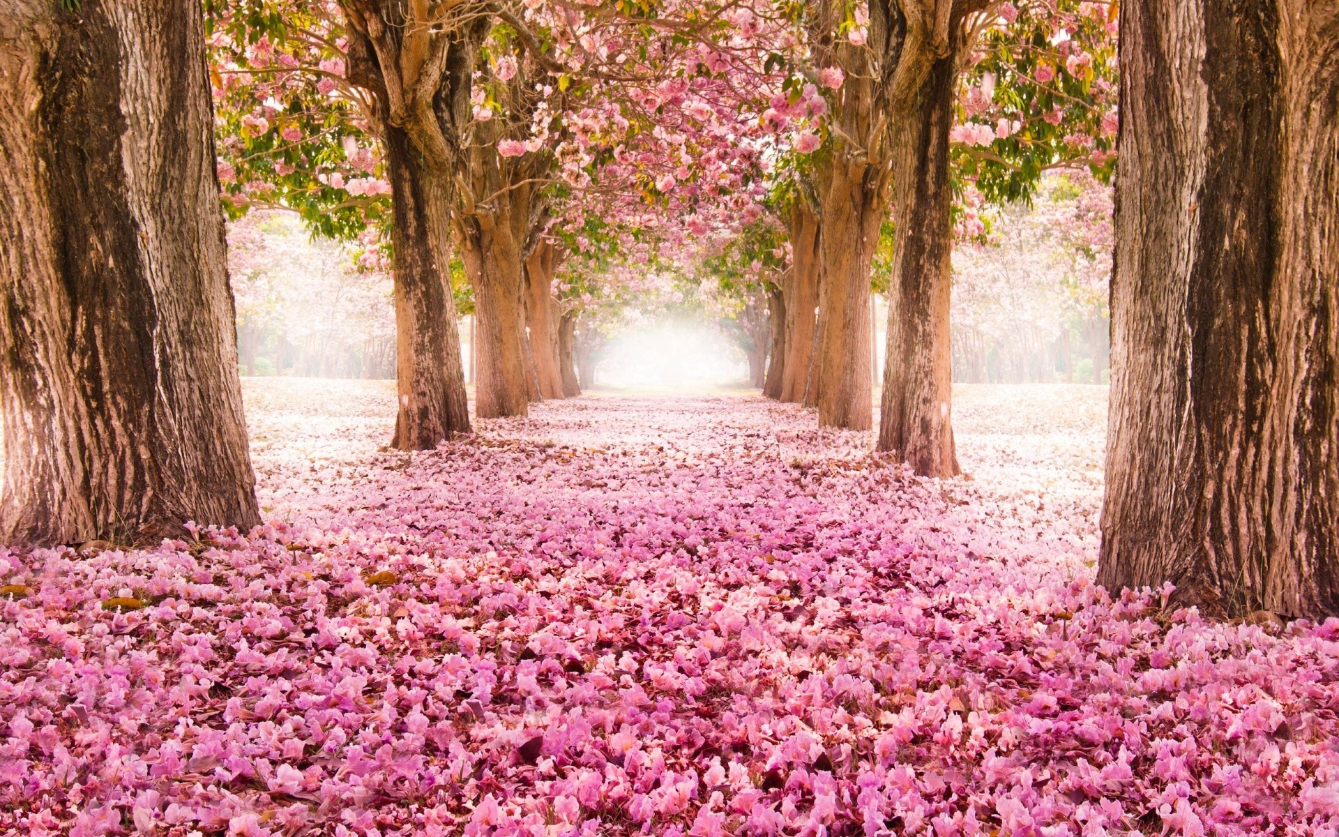 romantik blume flora natur blatt garten saison baum holz park frühling landschaft blühen farbe blumen sommer hell blütenblatt im freien wachstum