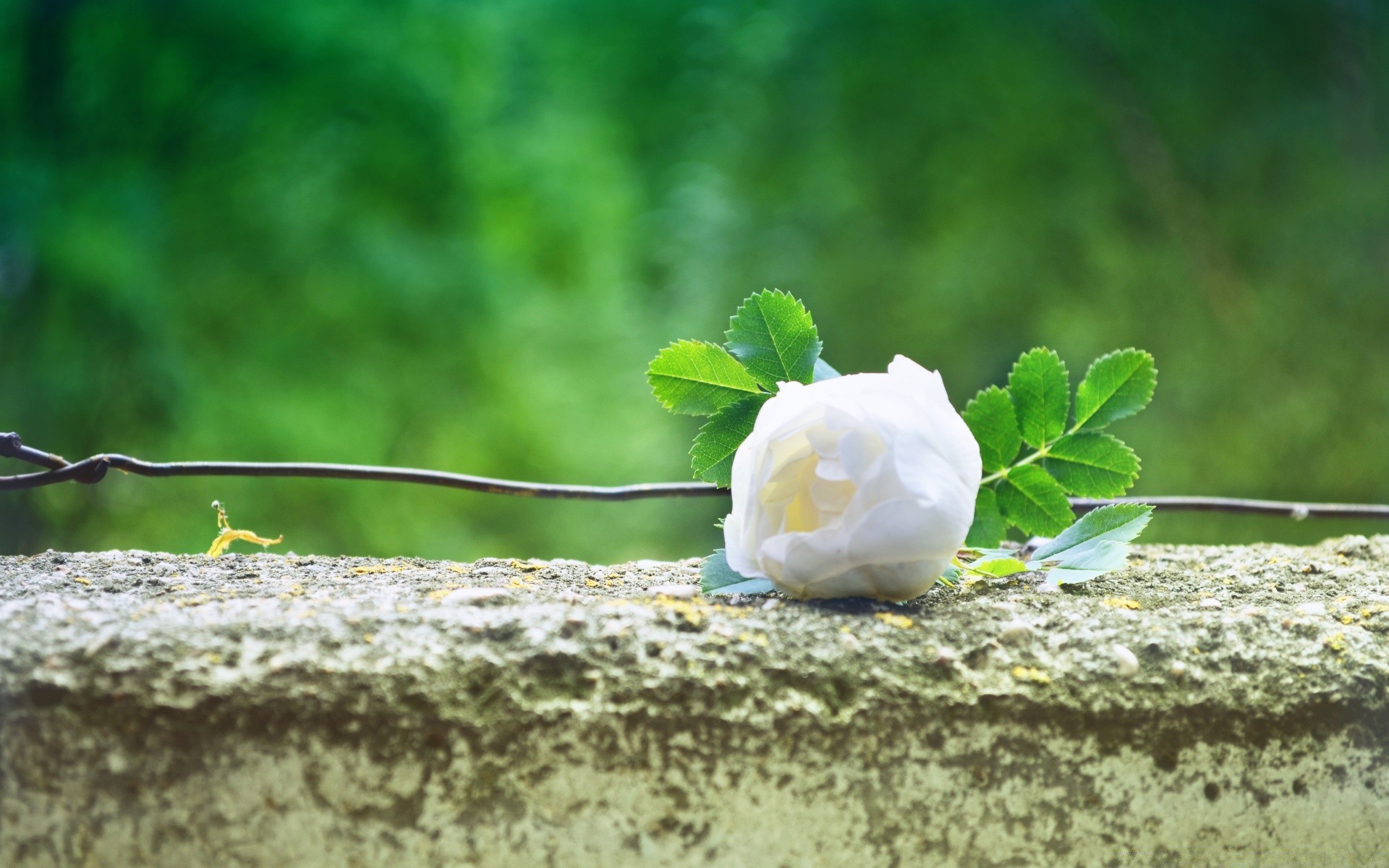 romans natura liść flora lato na zewnątrz drewno kwiat zbliżenie drzewo wzrost pulpit ogród