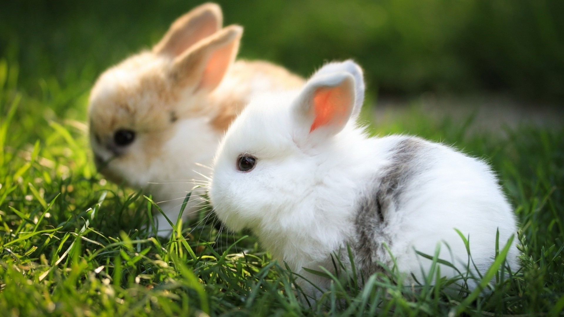 animaux amoureux lapin lapin mignon pâques peu vers le bas herbe fourrure animal de compagnie animal enfant jeune adorable rongeur mammifère nature tame s asseoir domestique