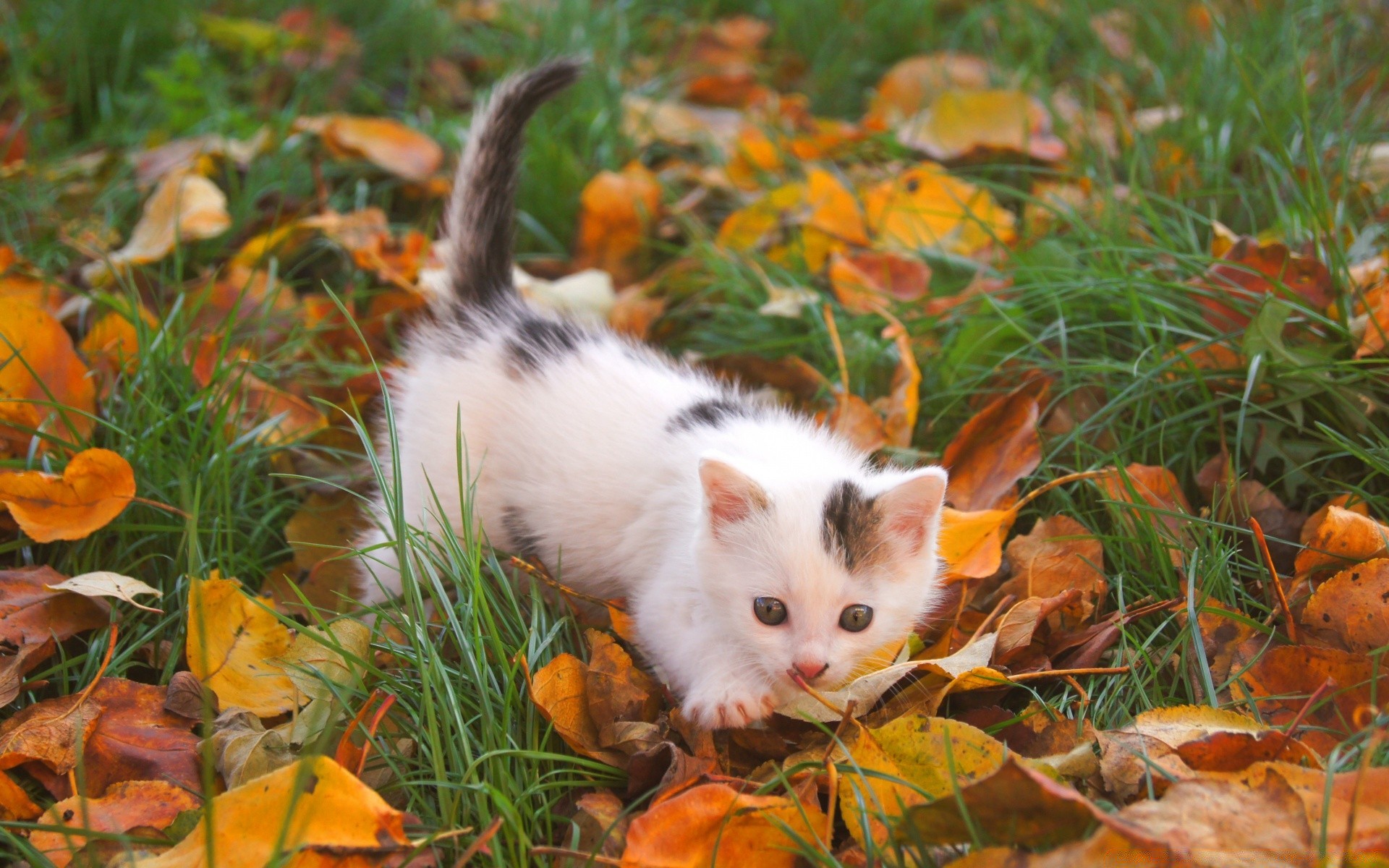 verliebte tiere natur niedlich im freien gras blatt herbst wenig säugetier tier saison katze farbe baum