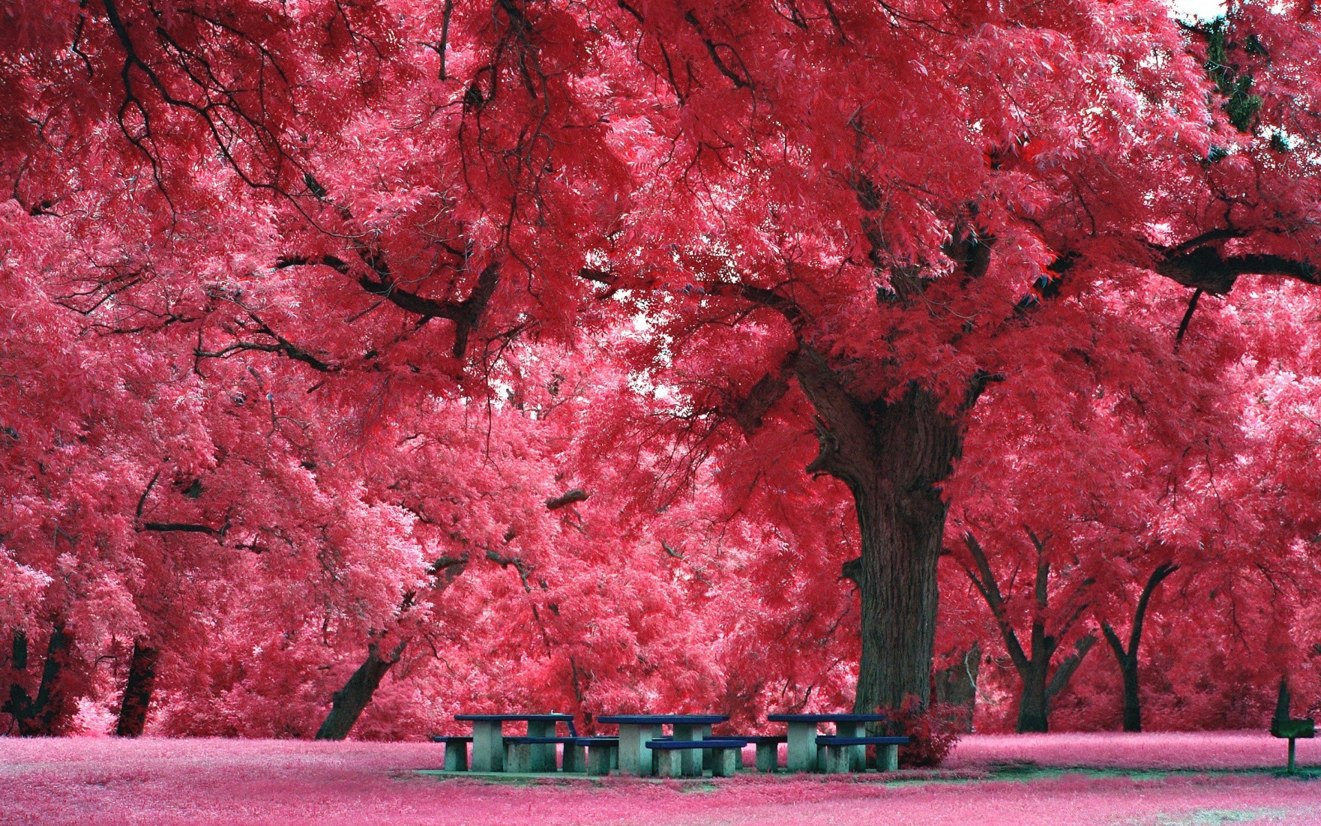 romantik baum herbst park blatt natur farbe jahreszeit im freien