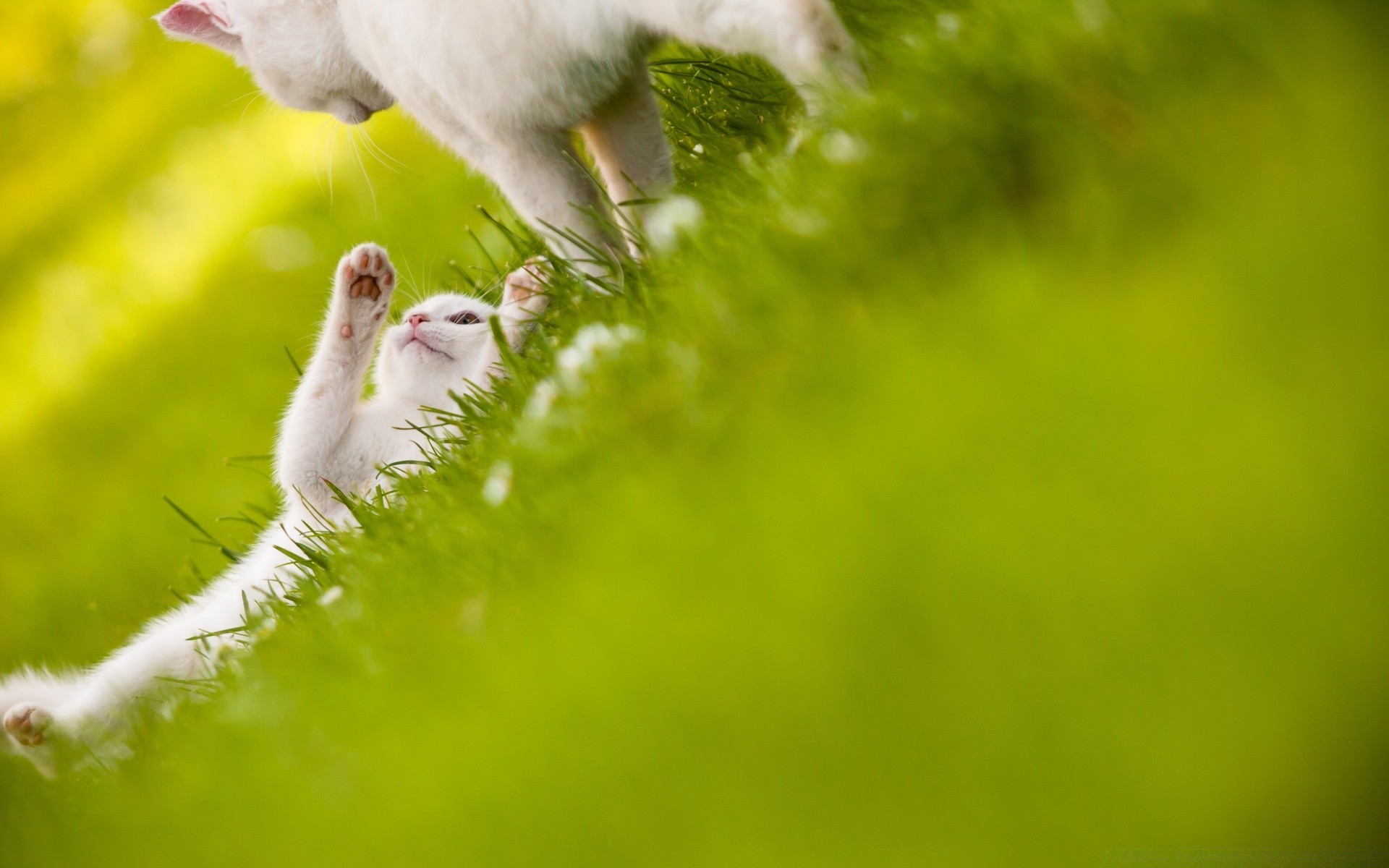 animales amantes naturaleza hierba desenfoque al aire libre vida silvestre pájaro verano animal hoja dof flor