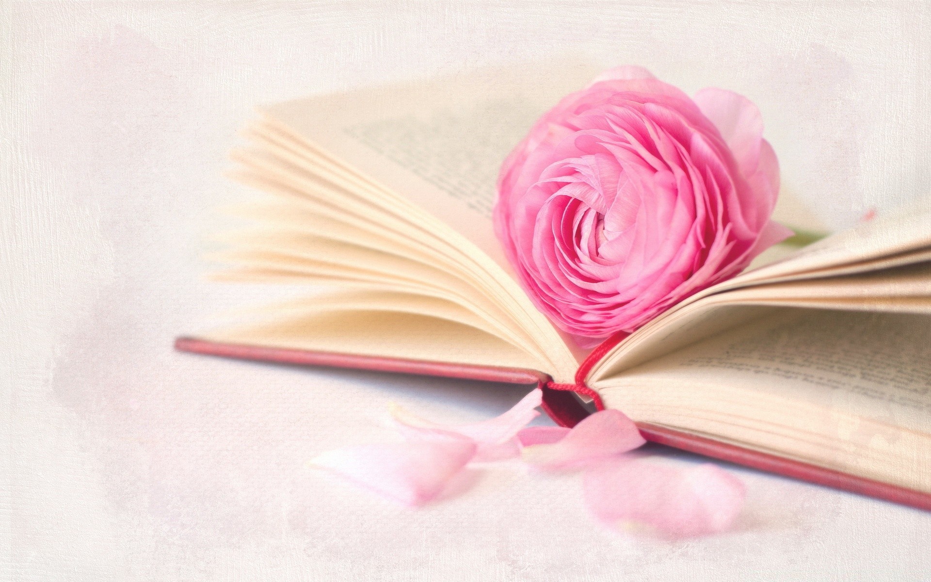 romance livre papier littérature pages fleur amour