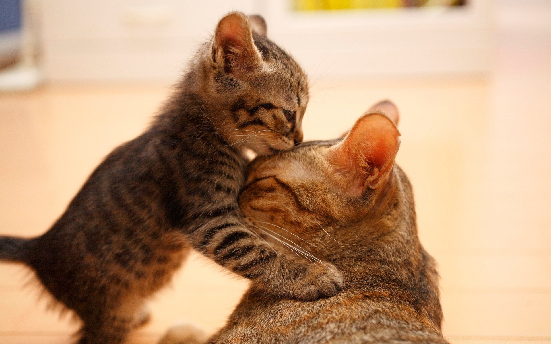 animais apaixonados gato mamífero animal de estimação fofa retrato animal gatinho pele bebê olho sentar visualização doméstico pouco sozinho