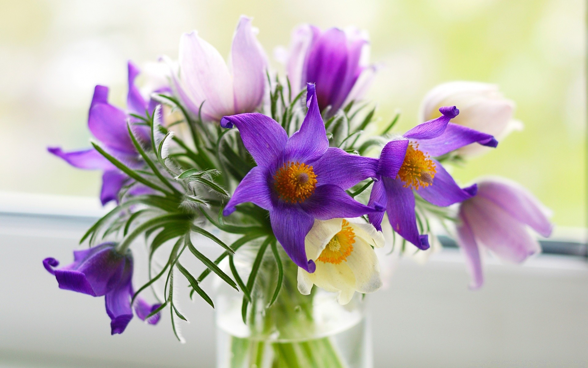 romans natura kwiat flora liść bukiet wielkanoc lato kwiatowy ogród bluming zbliżenie violet jasny płatek klaster kolor