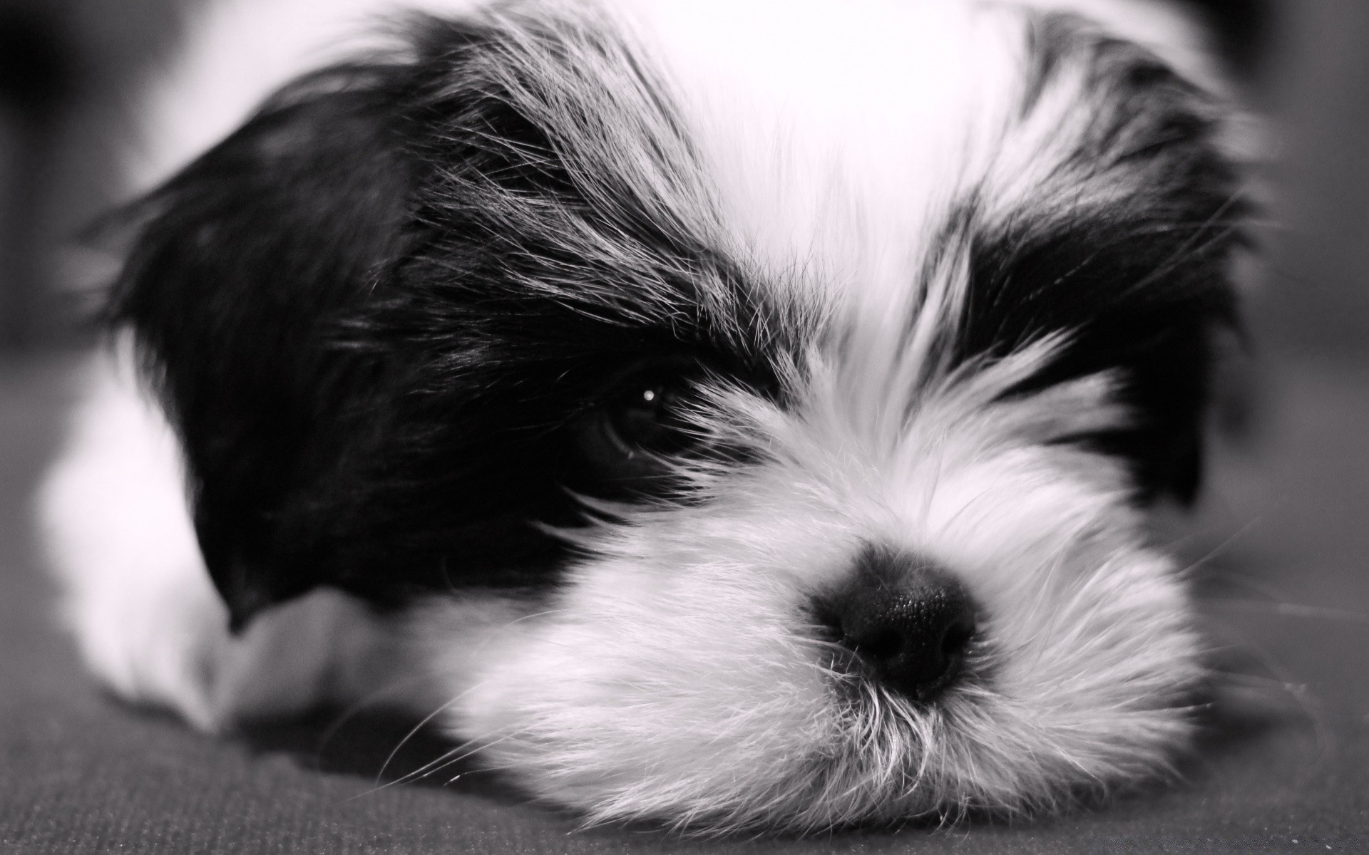 amoureux des animaux chien animal animal de compagnie mammifère portrait mignon cynologue chiot fourrure petit monochrome un studio cheveux oeil sommeil vers le bas