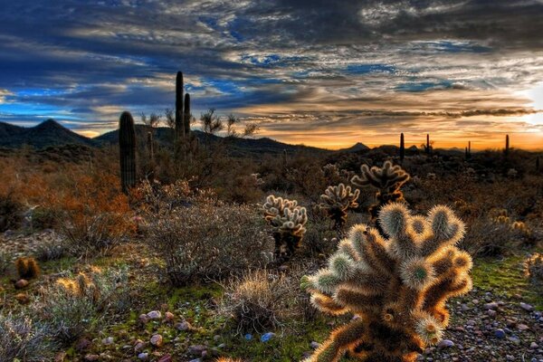 Desierto con cactus. Hay una puesta de sol en el cielo. fa