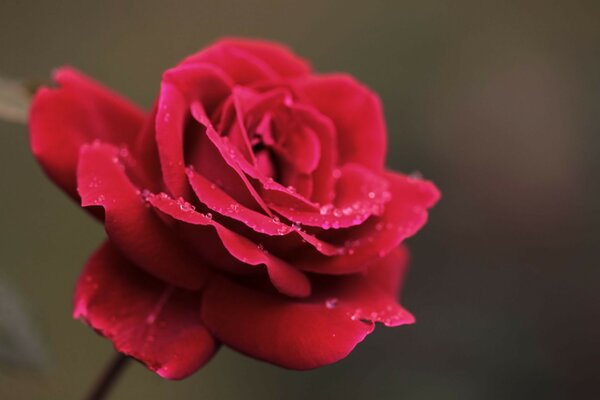 Flor de rosa con gotas de Rossa