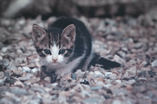 Chaton mignon sur la route de pierre