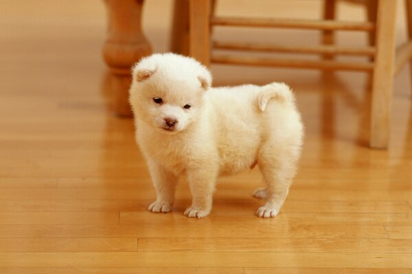 Pequeño cachorro blanco foto