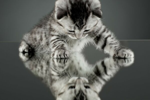 Chaton sur fond gris et son reflet