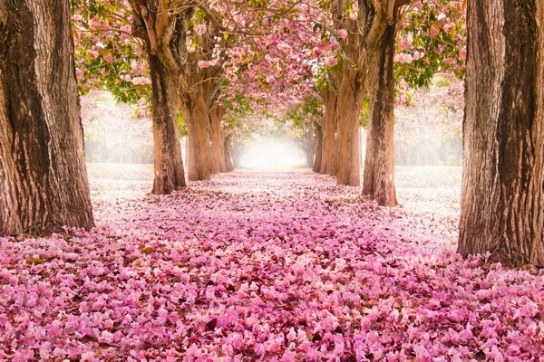 Rosy glade with beautiful trees