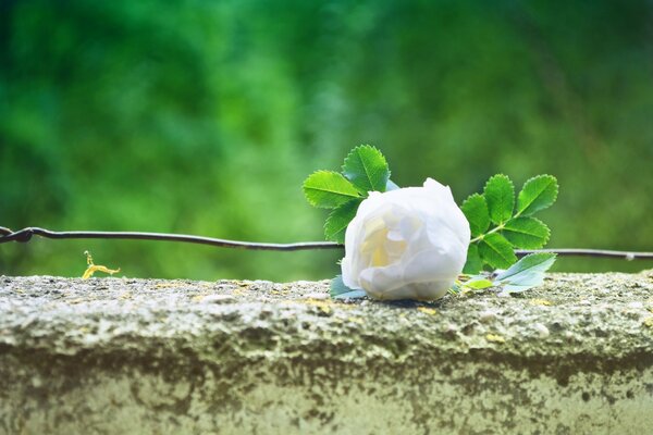 A white rose. Green leaves