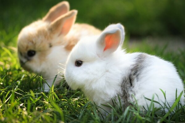 Chubby rabbits sitting in the grass