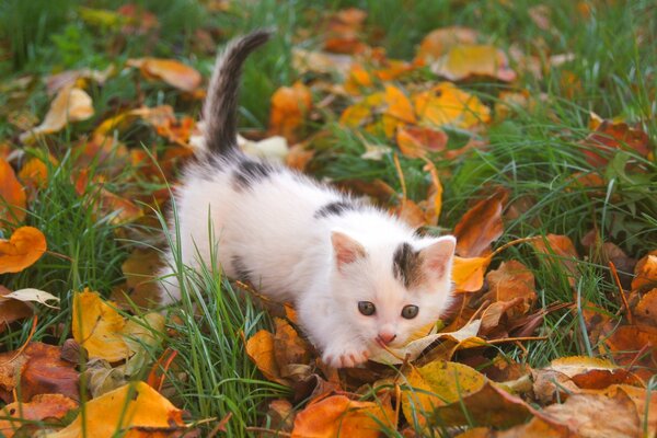 A beautiful kitten is playing on the grass