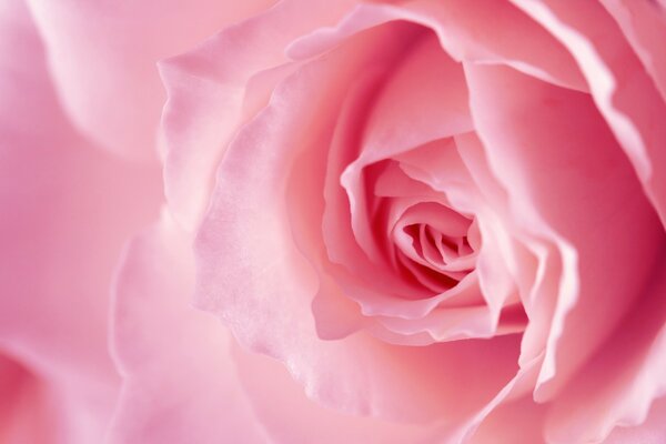 Delicate rose in pink