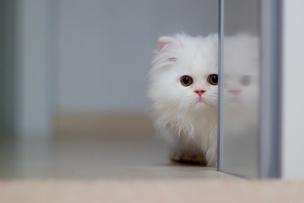 A beautiful little white kitten