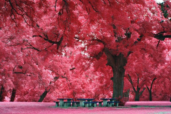 An unusual park with cherry blossoms