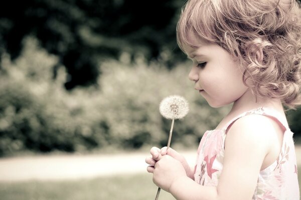 A little girl holds a fragile dandelion