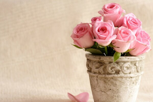 Still life vase with pink roses