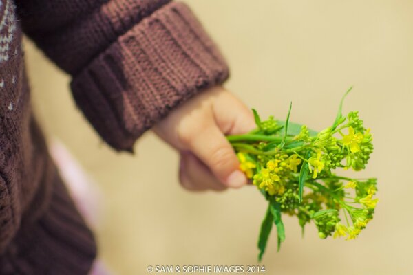 Wildblumen in den Händen eines Kindes