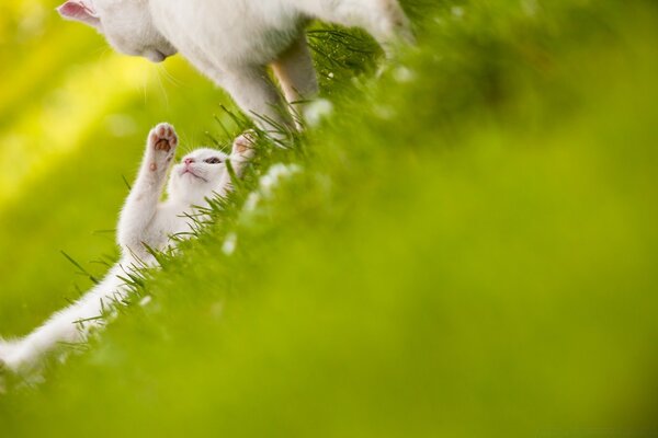 Playing cats on the green grass