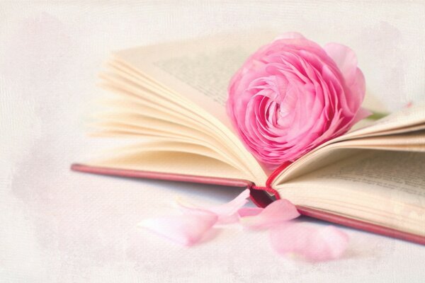 A beautiful rose on the pages of the book