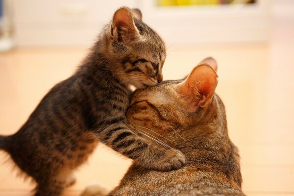 Kedi ve kedisi arasındaki hassas an