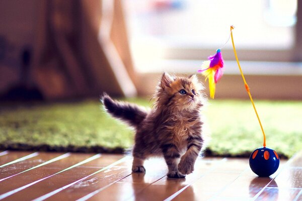 Pequeño gatito juguetón peludo