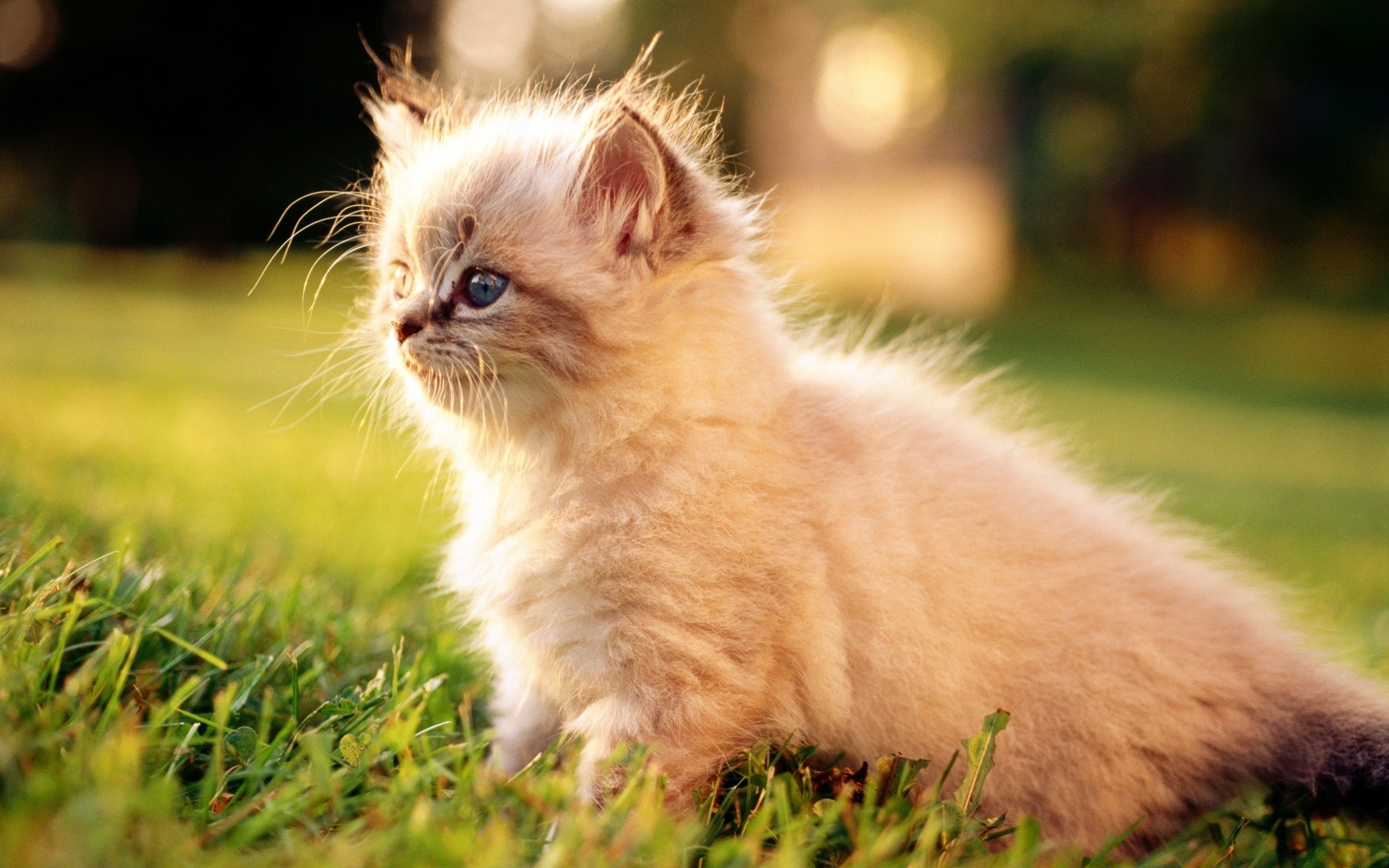 amoureux des animaux mignon chat mammifère animal animal fourrure herbe portrait peu domestique oeil jeune chaton drôlement enfant vers le bas nature cheveux adorable aperçu